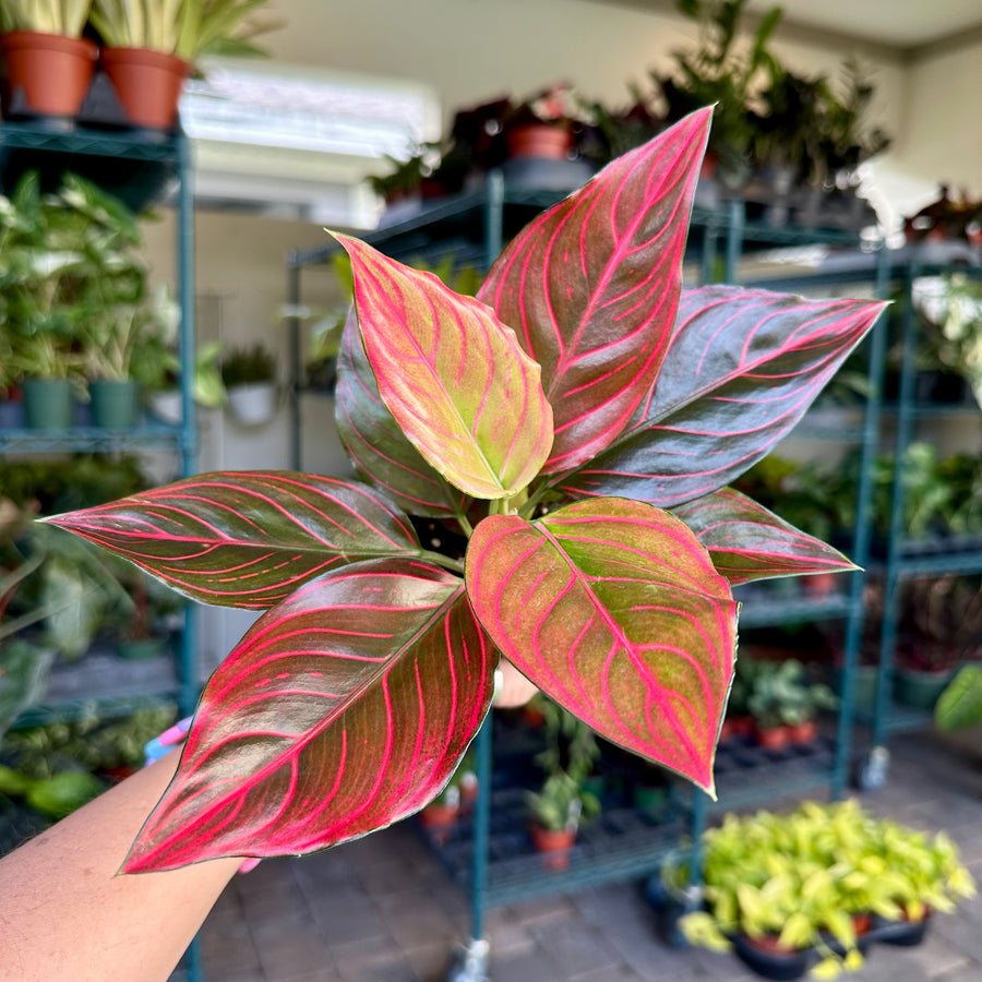 4” Aglaonema red vine