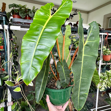 8” Philodendron 'Billietiae'