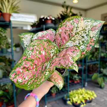 4” Aglaonema tricolor pink