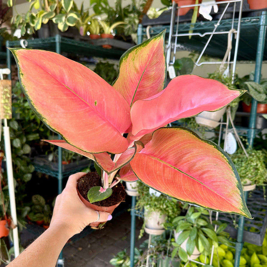 4” Aglaonema pink pearl - current stock not as pink