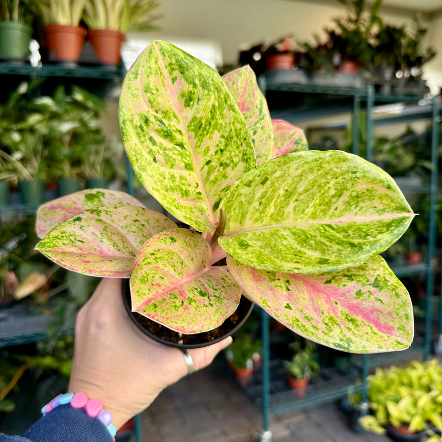 4” Aglaonema pink emerald / rainbow