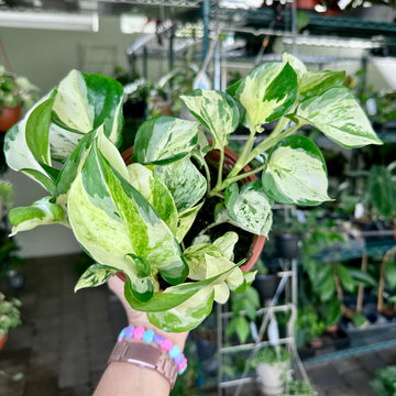 6” Manjula Pothos