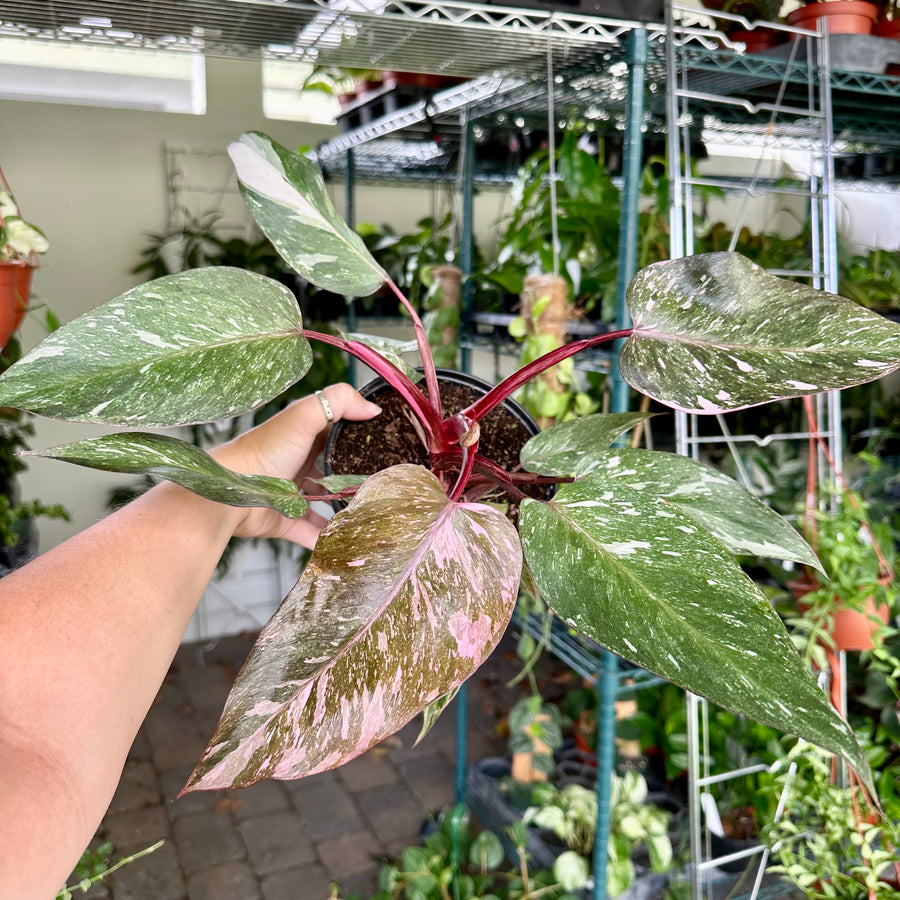 4” Philodendron pink princess marble