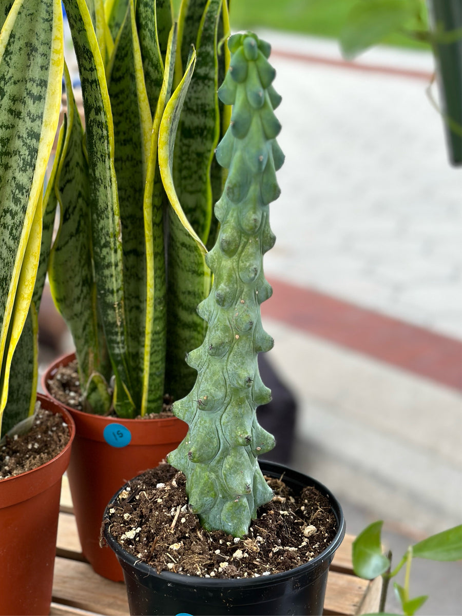 4” Boobie Cactus