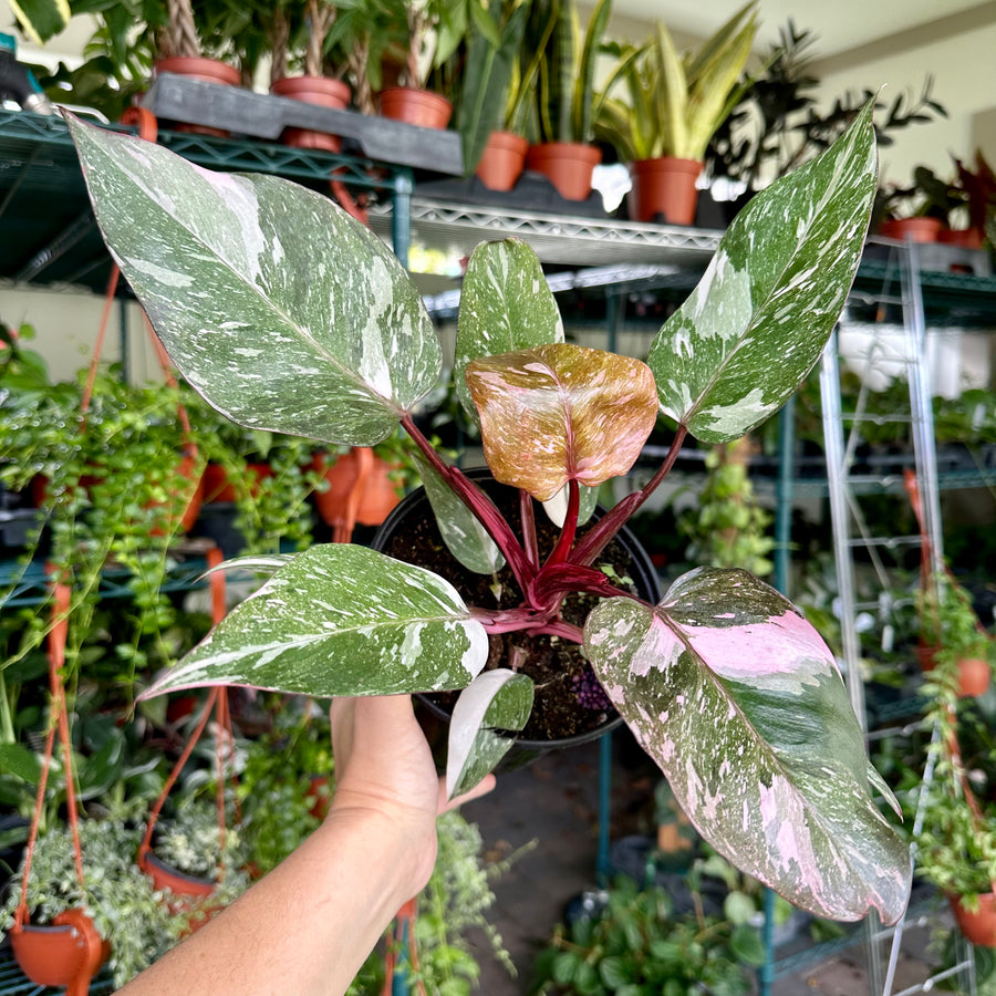 4” Philodendron pink princess marble