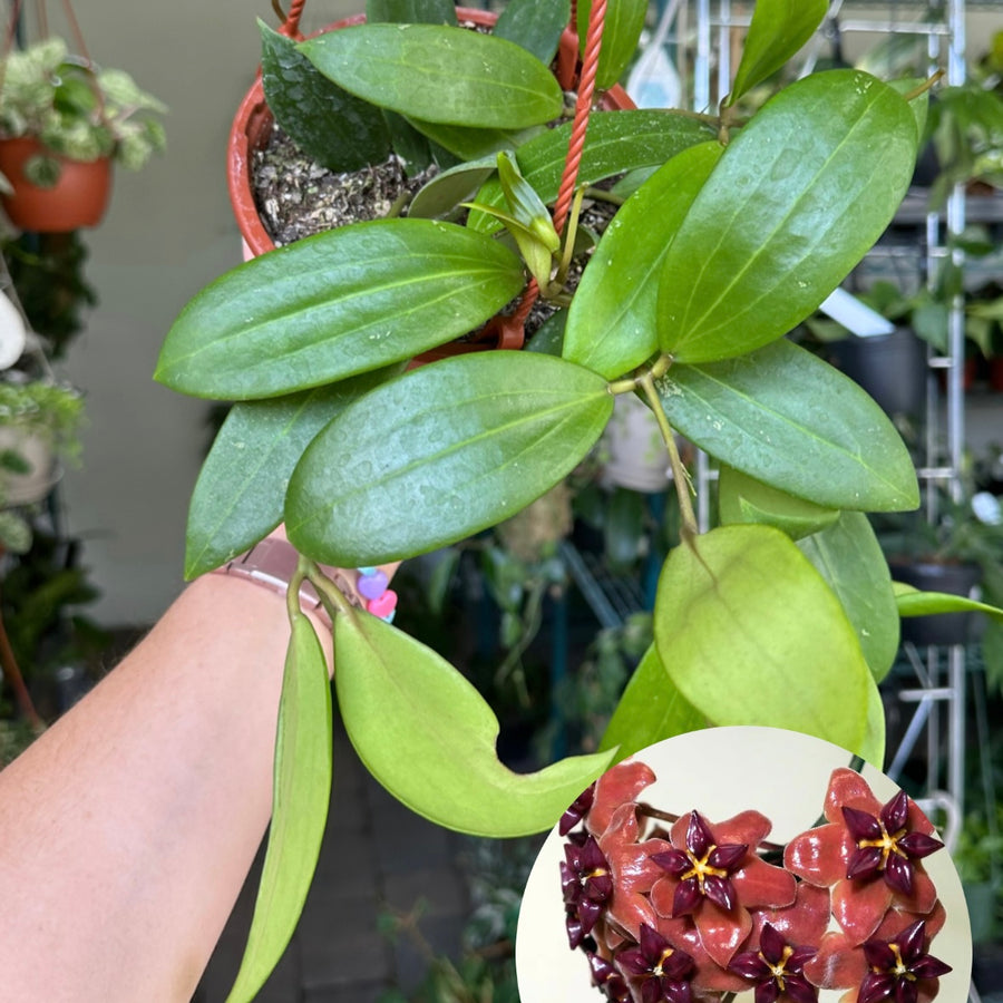 Hoya bordenii - 6” pot