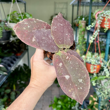 Hoya undulata