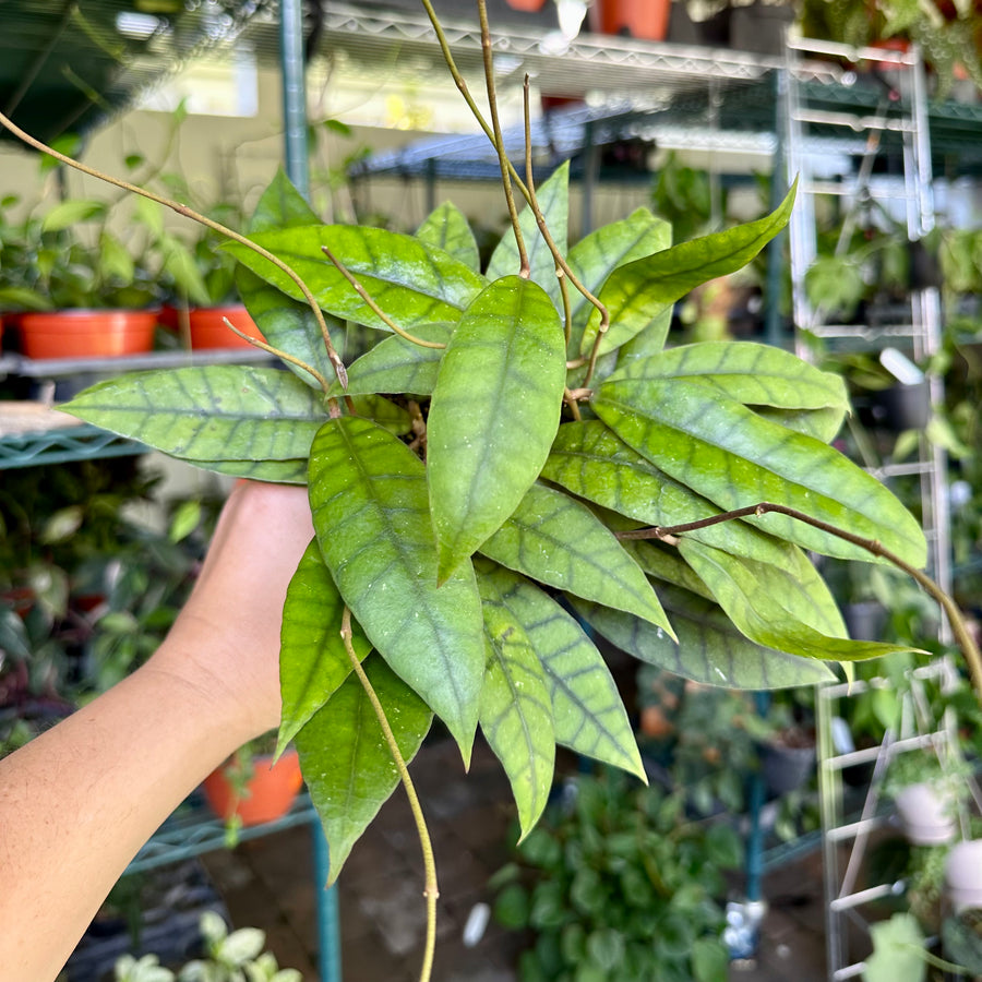 4” Hoya callistophylla