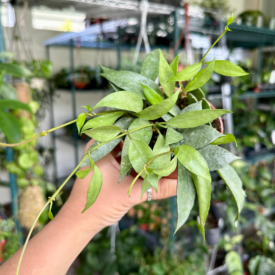 8” Hoya Lacunosa mint XL