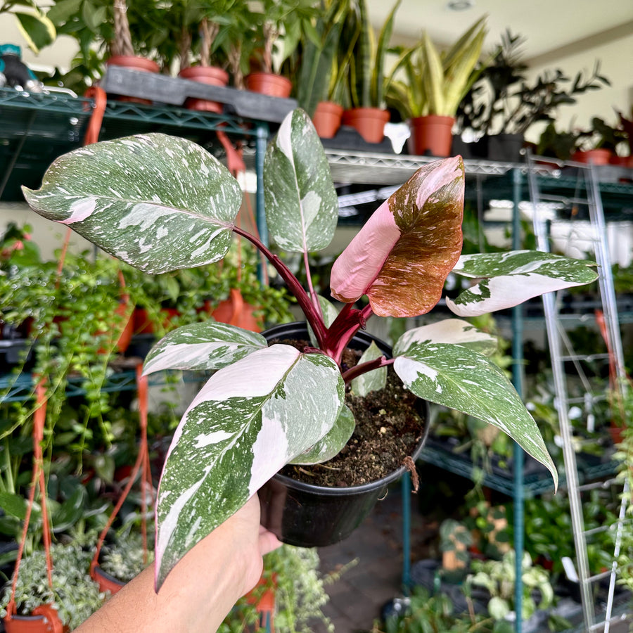 4” Philodendron pink princess marble