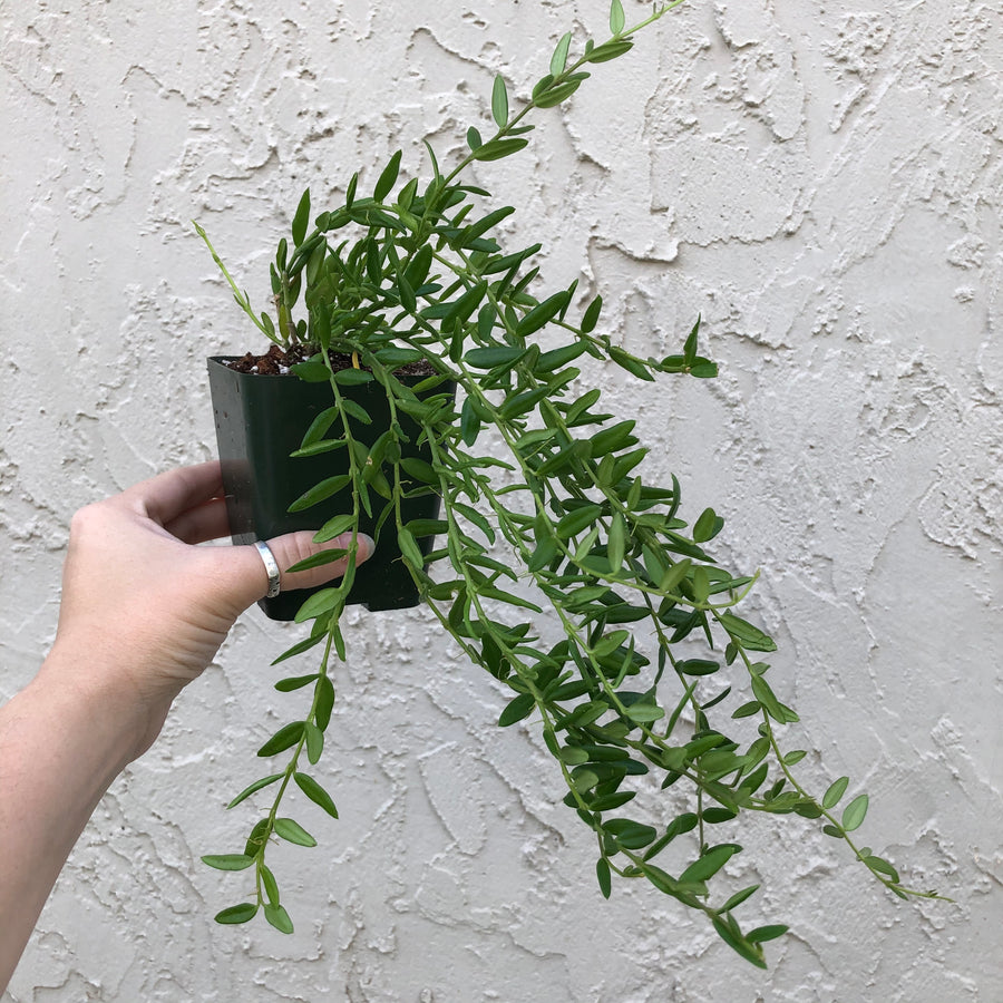 4” Hoya engleriana