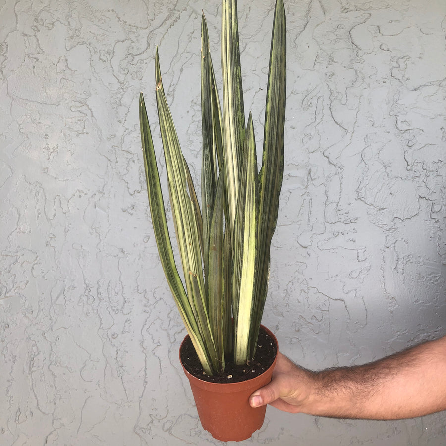 Sansevieria 'bantel’s sensation’ - 6