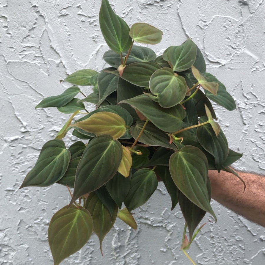 6” Philodendron Micans