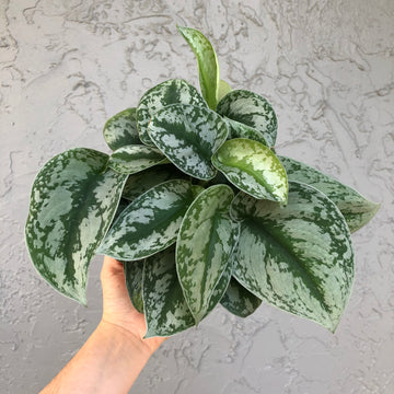 6” Scindapsus pictus exotica - silver satin pothos