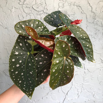 4” Angel Wing Begonia - Harmony’s Angel Messenger