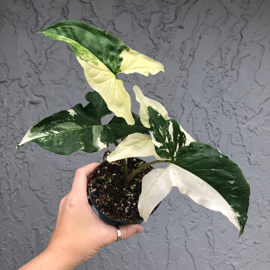 4” Syngonium albo variegated