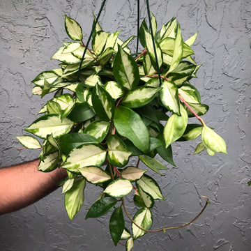 8” Hoya Krimson Princess