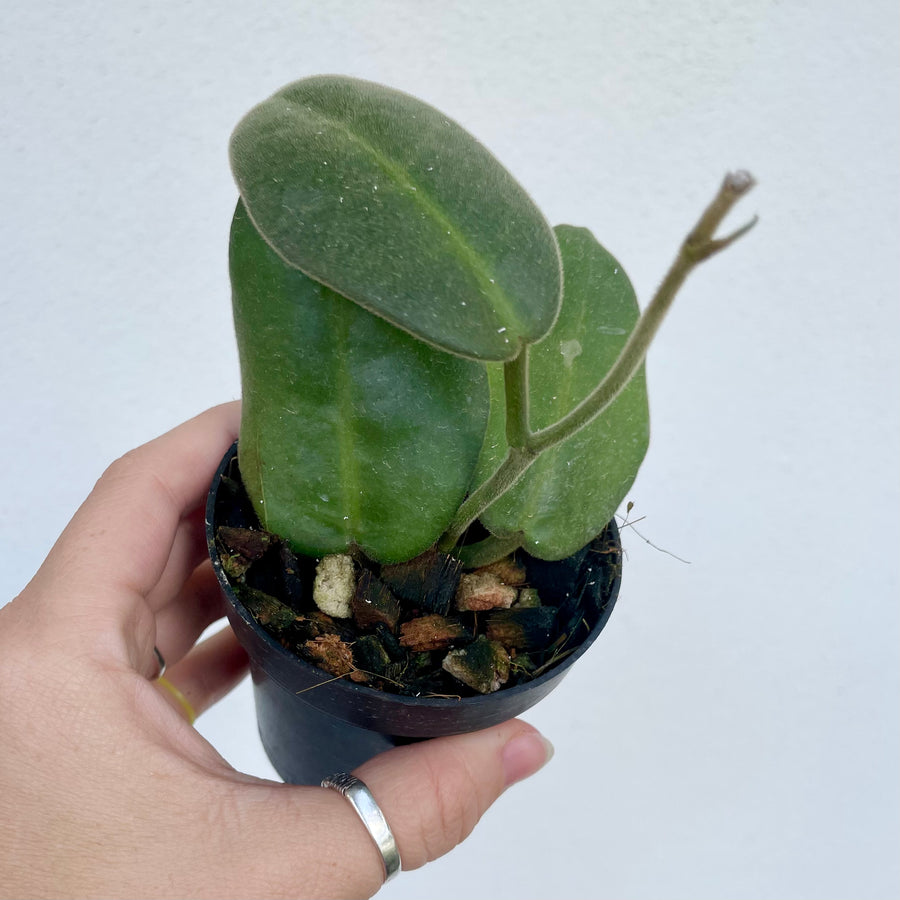 Hoya calycina ‘Stargazer’ - 4” pot