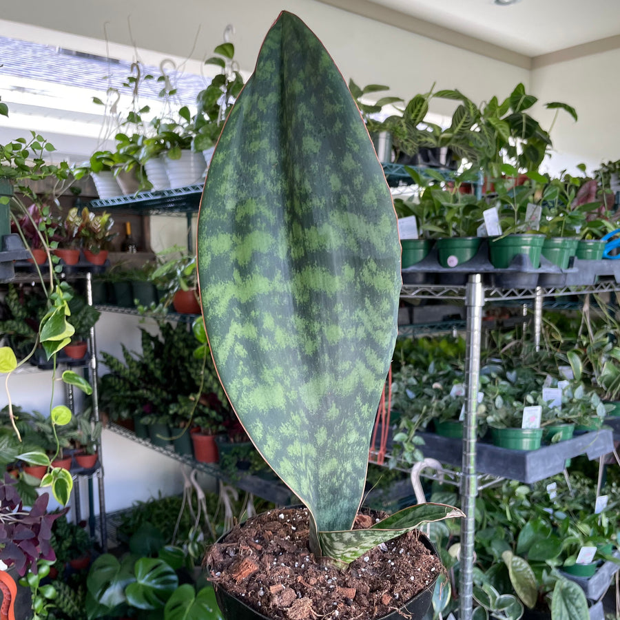 6” Sansevieria Whale fin