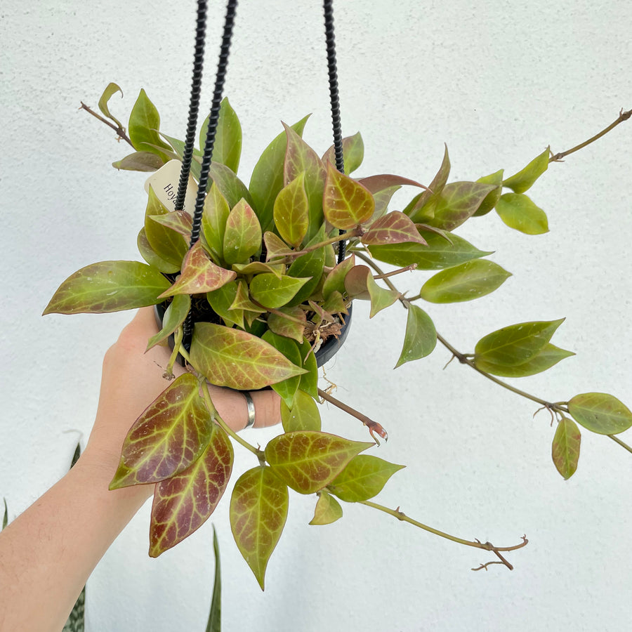 4” Hoya Sunrise - sunstressed