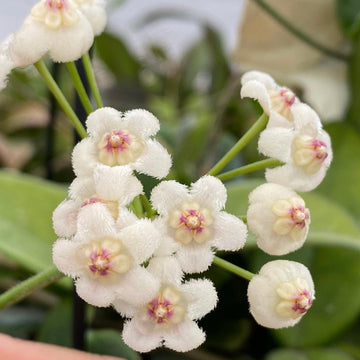 Hoya Rotundiflora - 4” pot