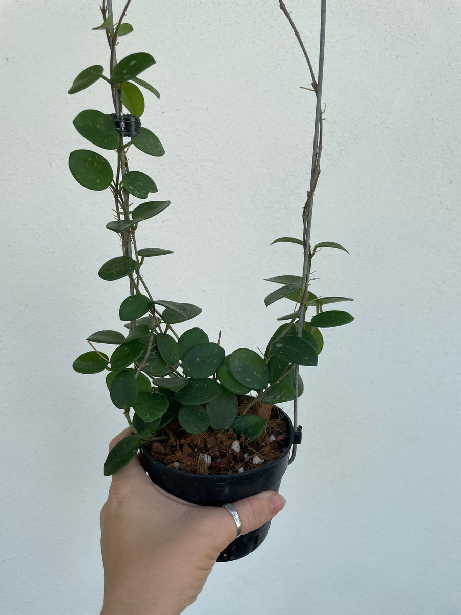 Hoya mathilde on trellis - 4” pot