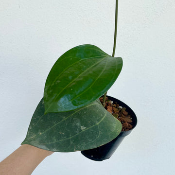 Hoya latifolia ‘big leaf’ - dinner plate Hoya on trellis