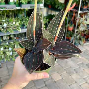 4” Ludisia Discolor Jewel Orchid with blooms