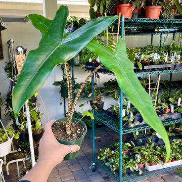 4” Alocasia ‘tigrina’