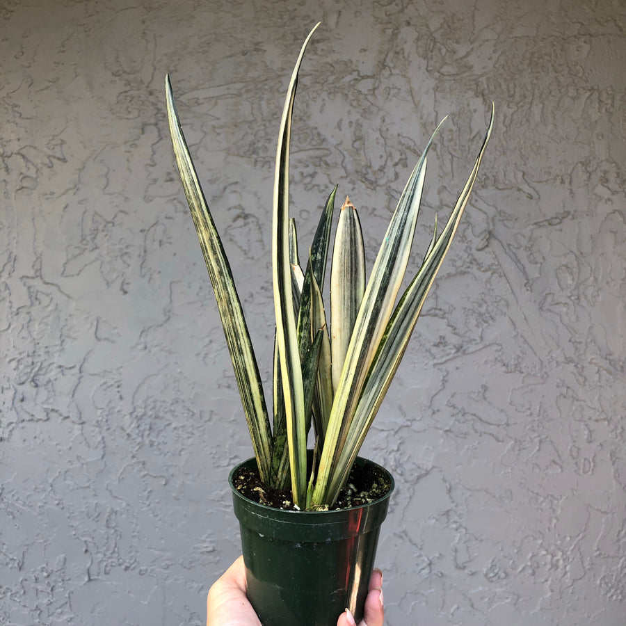 Sansevieria 'bantel’s sensation’ - 6