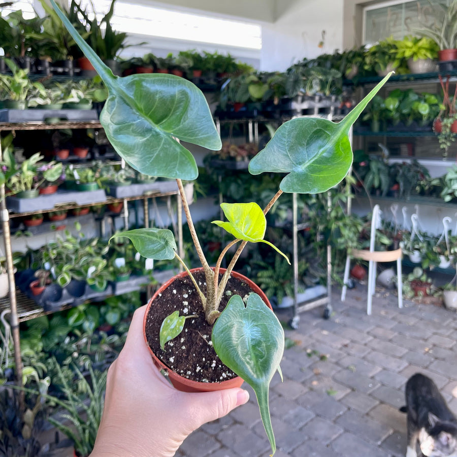 4” Alocasia stingray