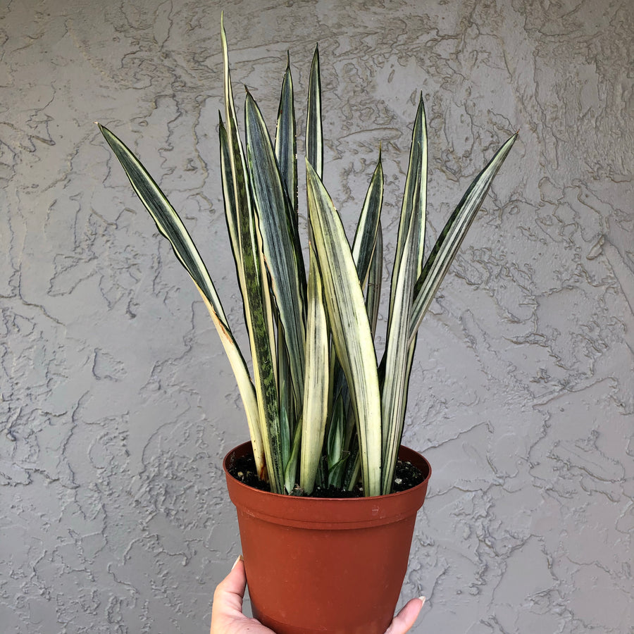 Sansevieria 'bantel’s sensation’ - 6