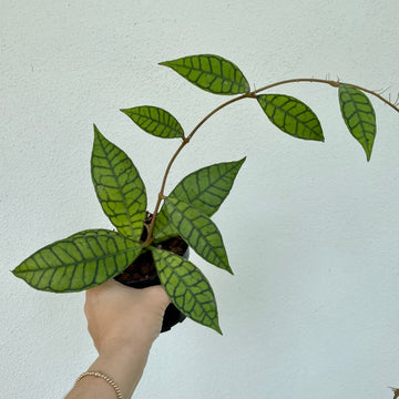 4” Hoya callistophylla indonesia