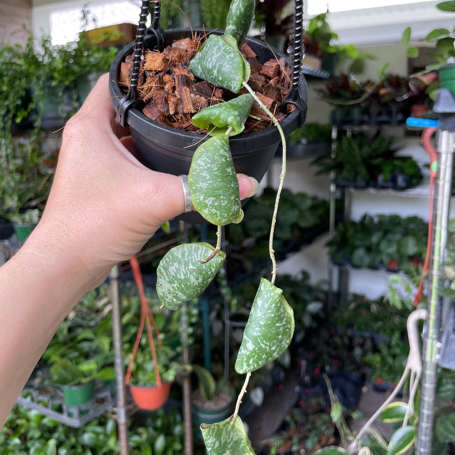 4” Hoya imbricata