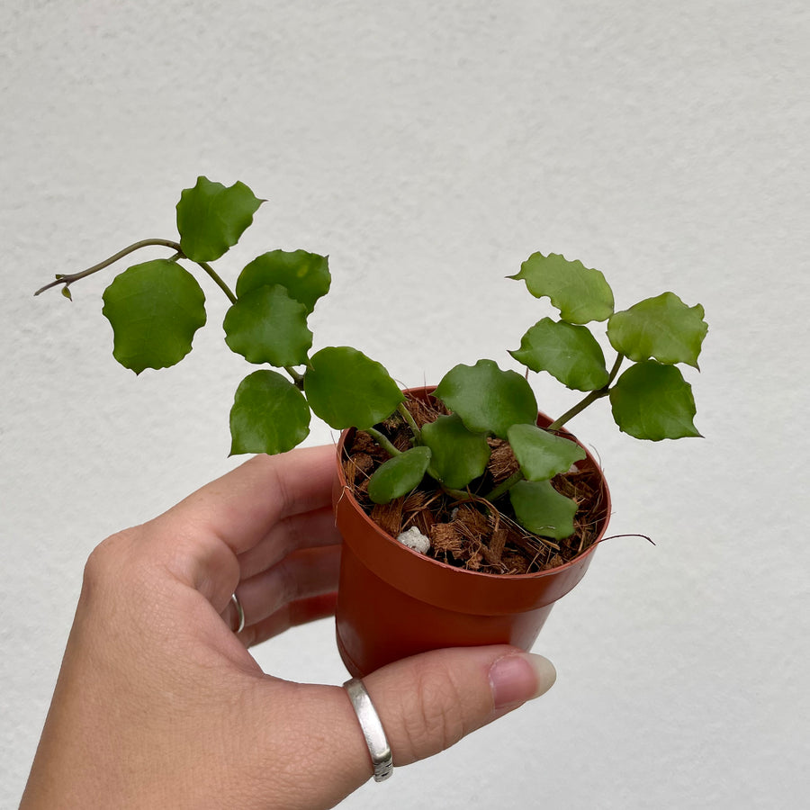 3” Hoya endauensis - small leaf hoya