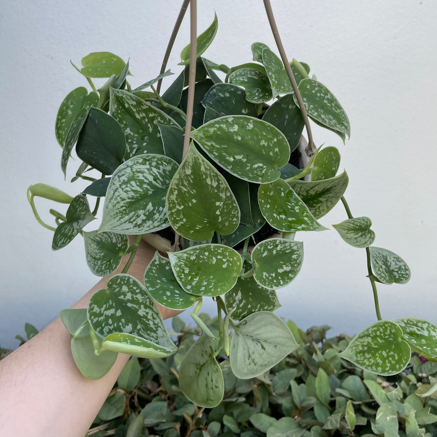 8” Scindapsus pictus ‘silvery ann’ hanging basket