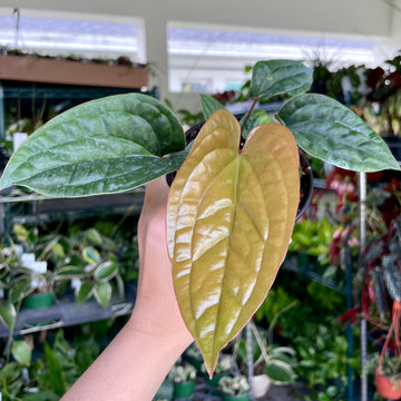 6” Anthurium Luxurians x Radicans