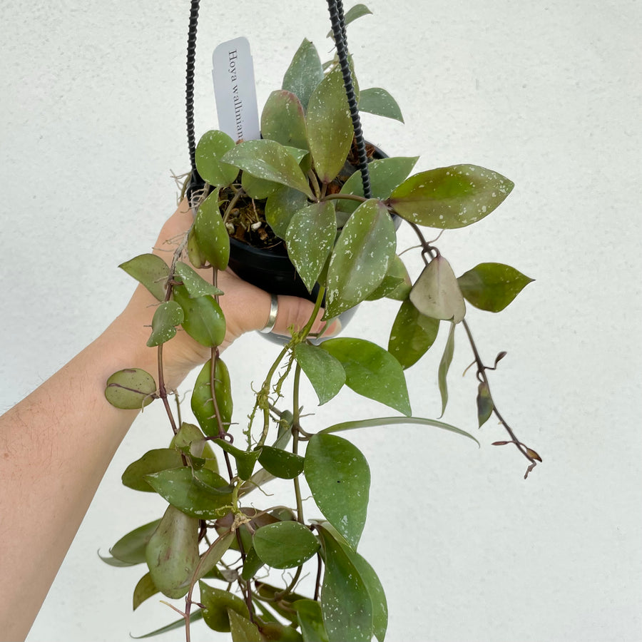 Hoya walliniana sunstressed - 4” pot with trellis