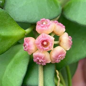 Hoya heuschkeliana pink - 4” pot