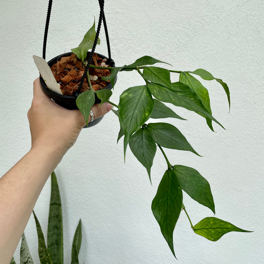 4” Hoya polyneura - fish tail hoya