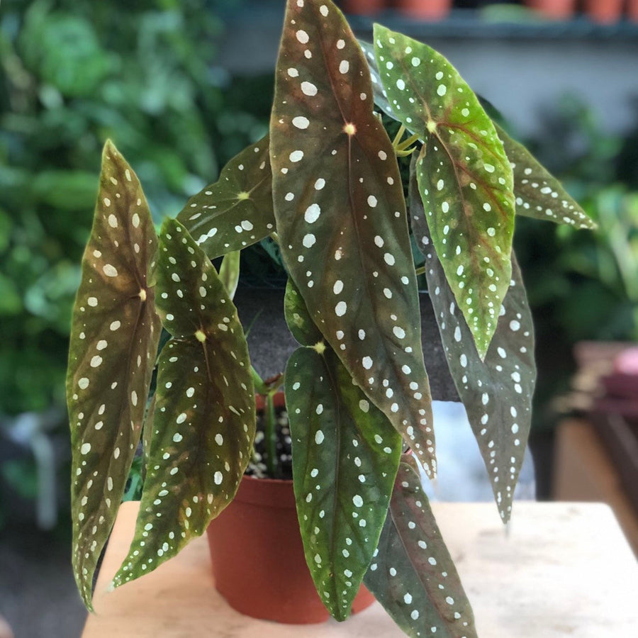 6” Angel Wing Begonia ’Eric Seel’