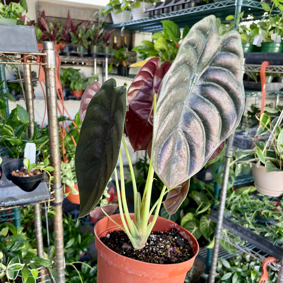 6” Alocasia Cuprea 'Red Secret'