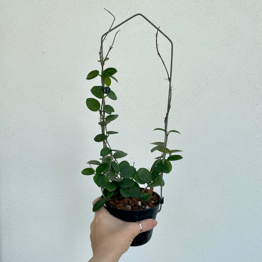 Hoya mathilde on trellis - 4” pot