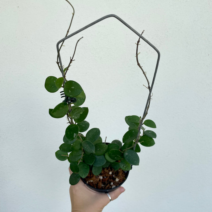 Hoya mathilde on trellis - 4” pot