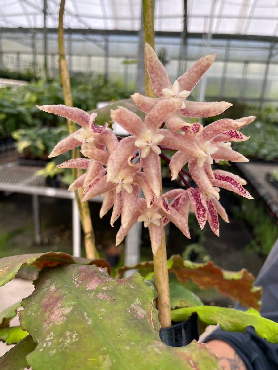 Hoya undulata