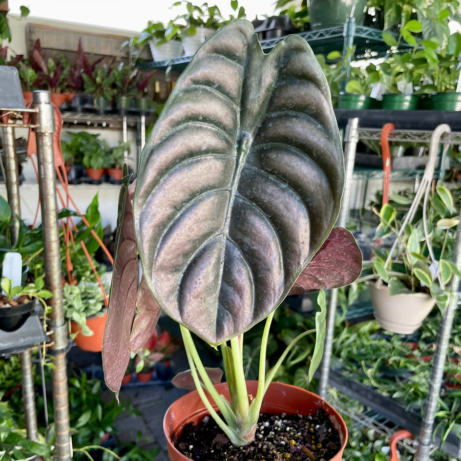 6” Alocasia Cuprea 'Red Secret'